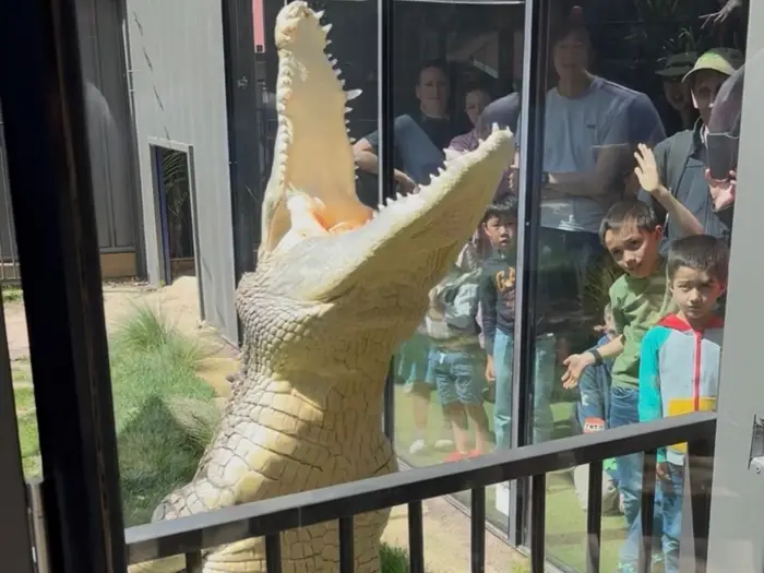 A crocodile rises against the viewing glass while a group of children watch from the other side