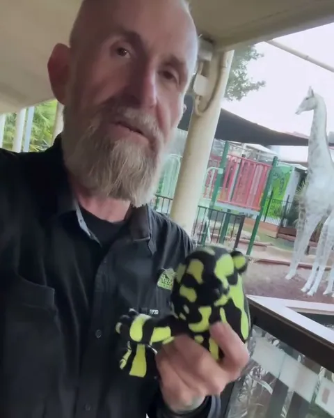 A keeper holds up a black and yellow corroboree frog toy in front of the zoo's outdoor enclosures, a still from the zoo's own video