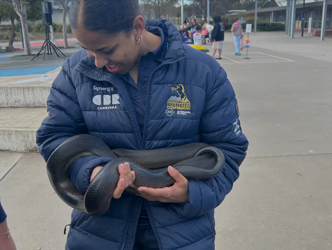 A visitor in a Brumbies jacket cradles a python from the zoo's mobile display at a school event