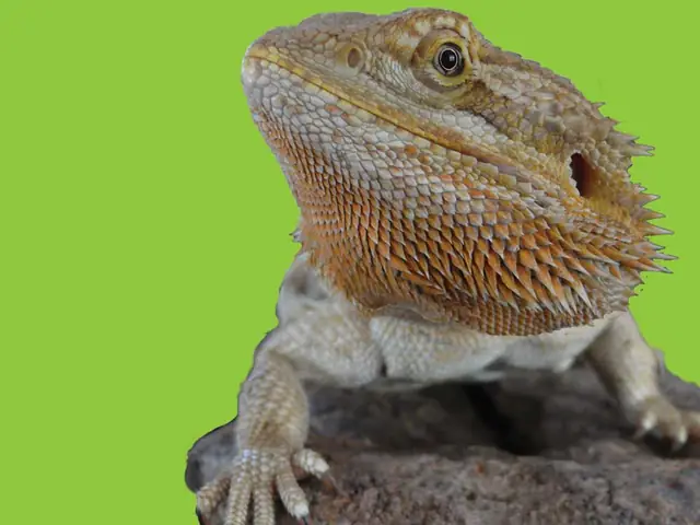 A bearded dragon facing the camera