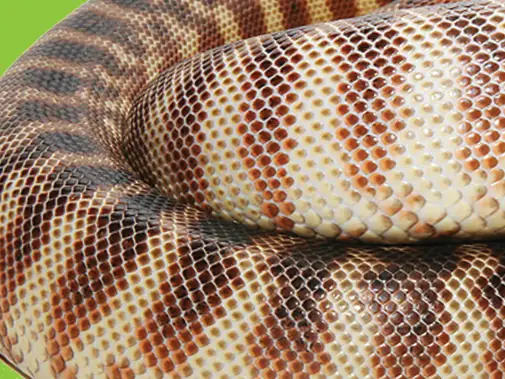 A black-headed python coiled
