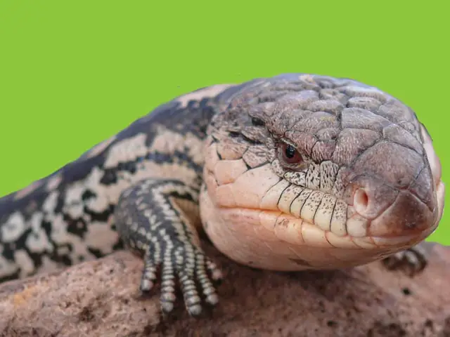 Close-up of a blue-tongue lizard