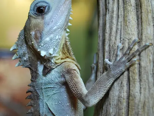 A Boyd's forest dragon clinging to a tree trunk