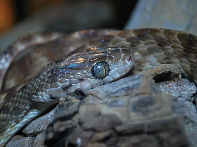 Close-up of a brown tree snake