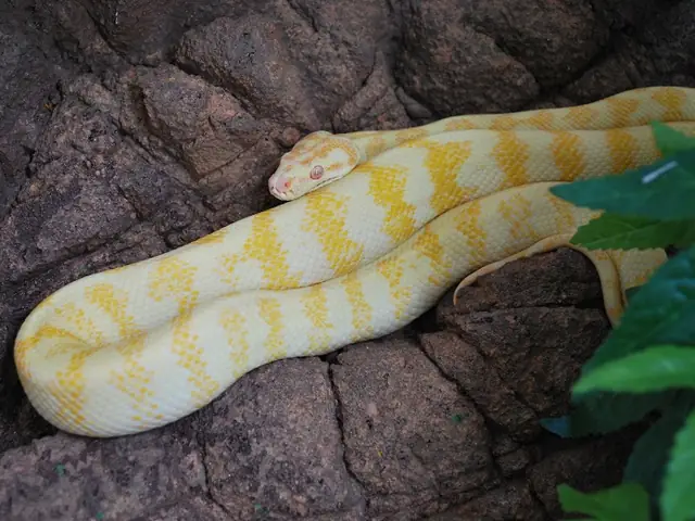 A Darwin python on a branch