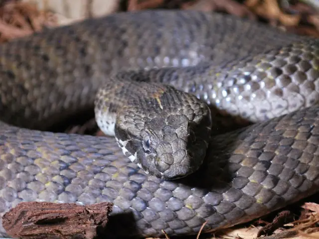 A death adder coiled, head facing the camera