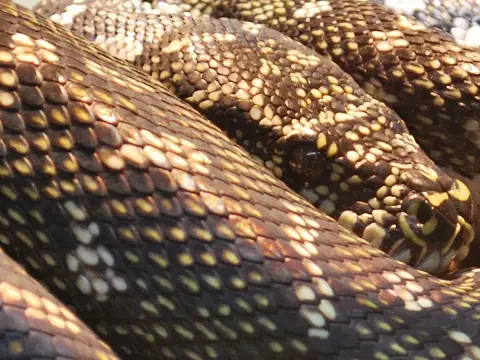 A diamond python coiled