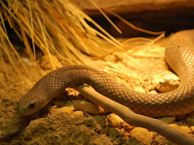 An eastern brown snake moving across sand