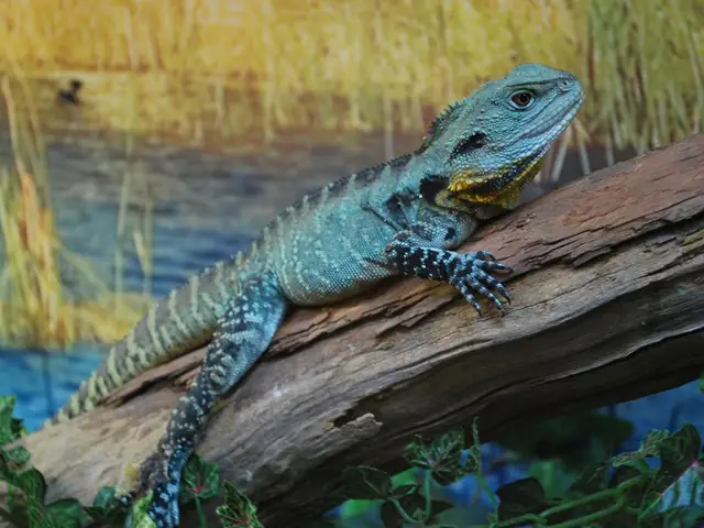 An eastern water dragon on a log