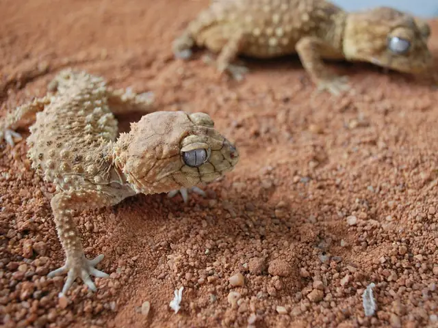 A knob-tailed gecko on sand