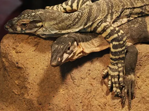 A lace monitor on sand