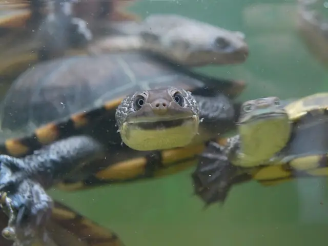 Eastern long-necked turtles swimming