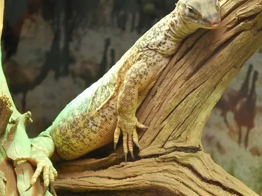 A sand goanna on a branch