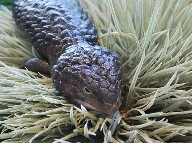 A shingleback skink among grass