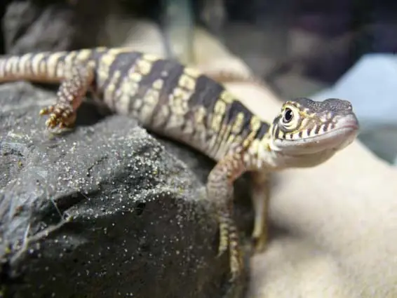 A Spencer's monitor on a rock