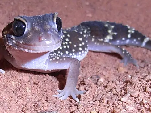 A thick-tailed gecko on red soil