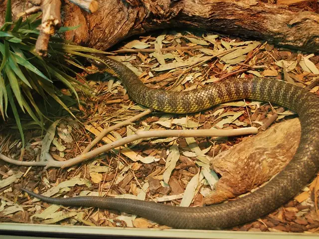 A tiger snake among leaf litter