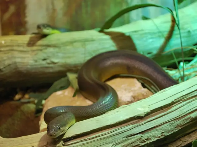 A water python on a log